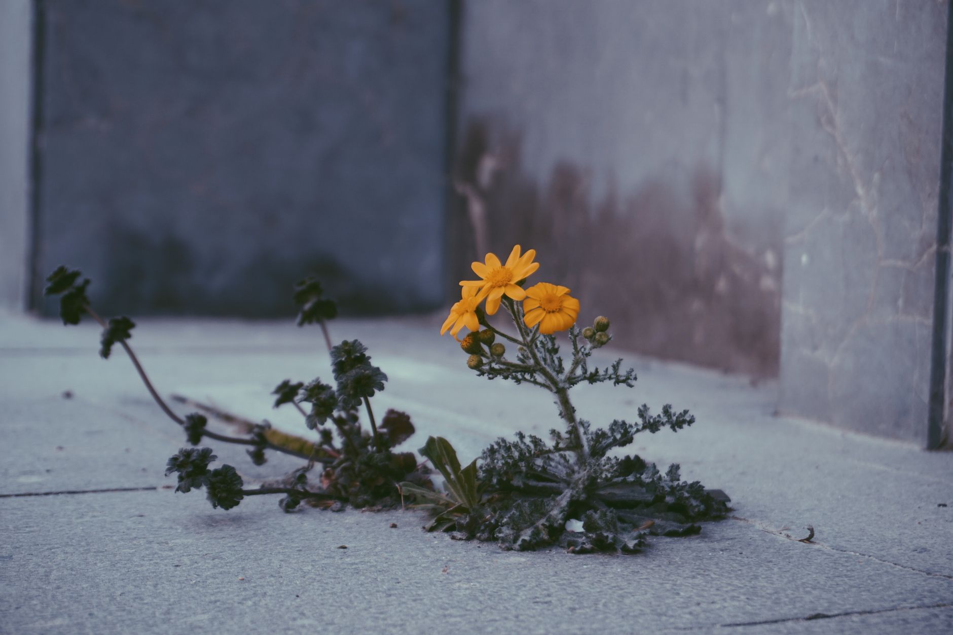 A person beginning a small difficult task before feeling fully confident