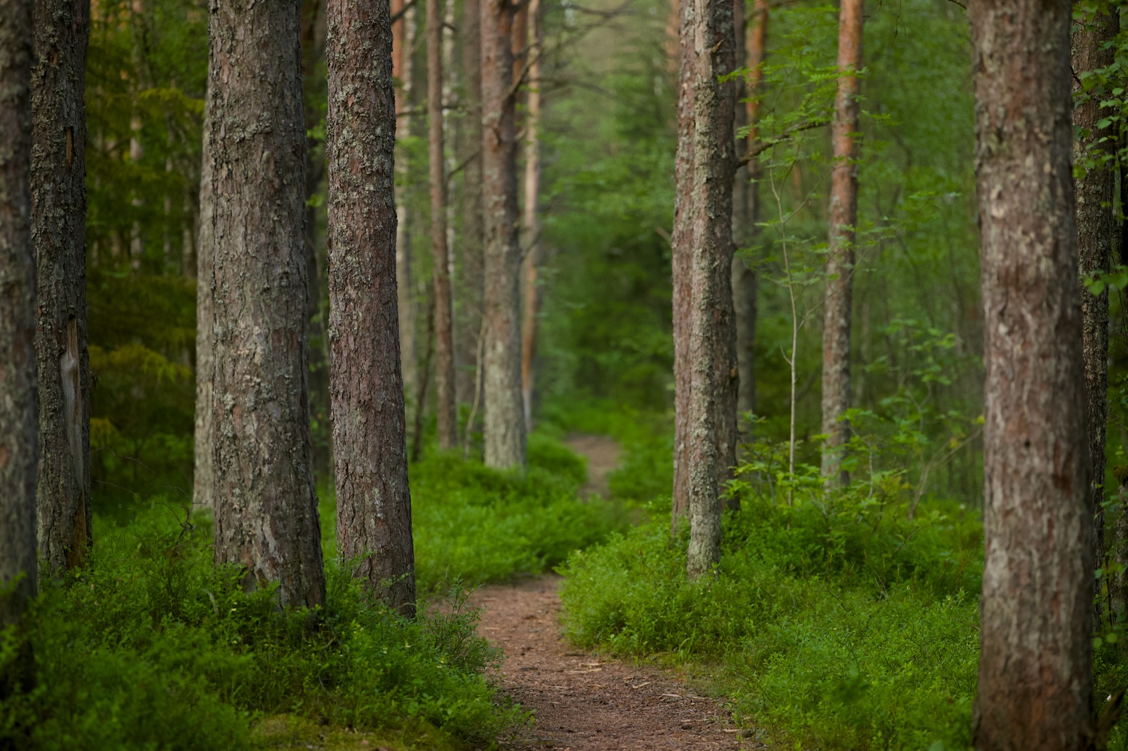 A quiet forest path running between tall green trees