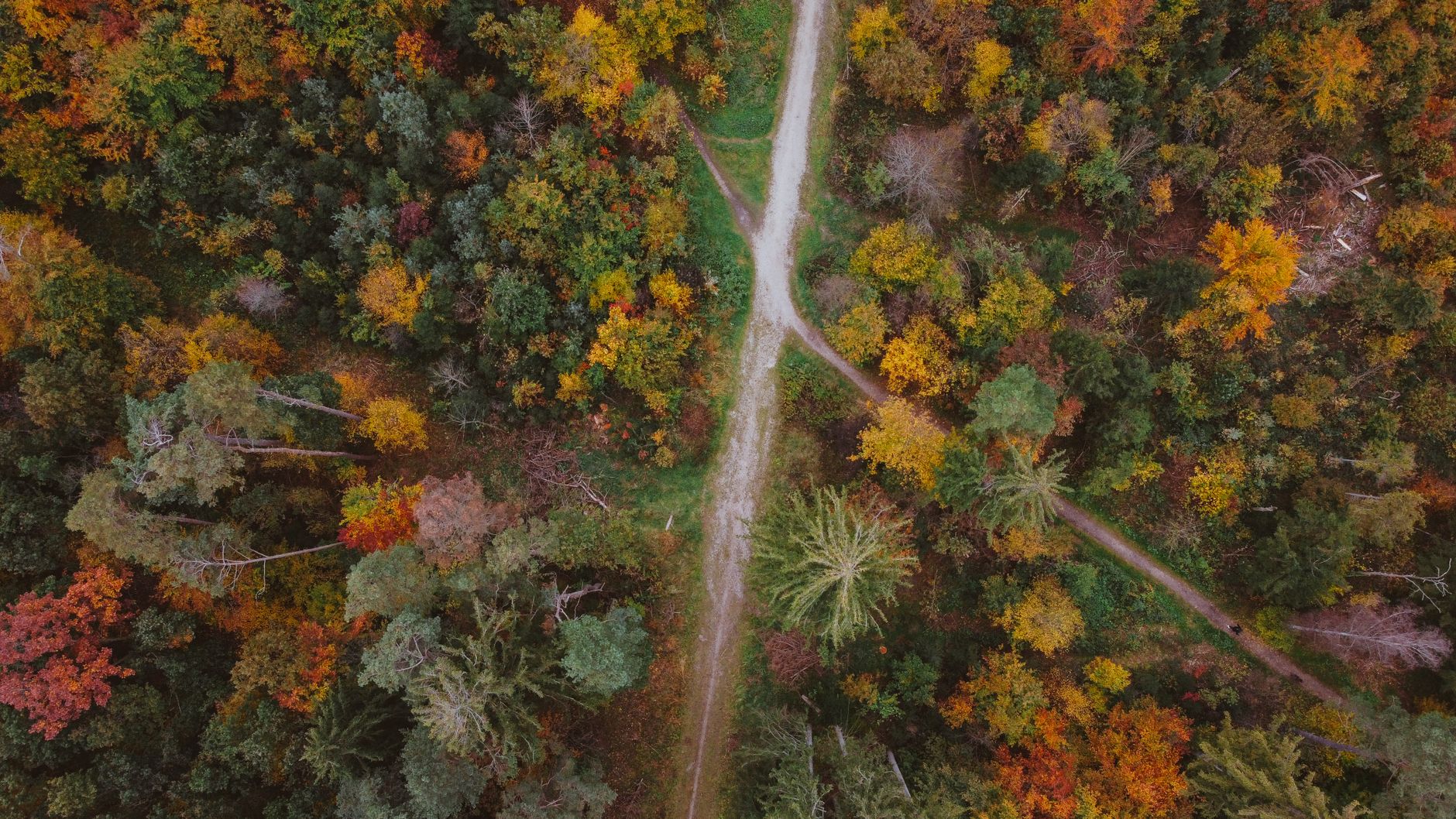 Aerial view of a winding path through autumn trees