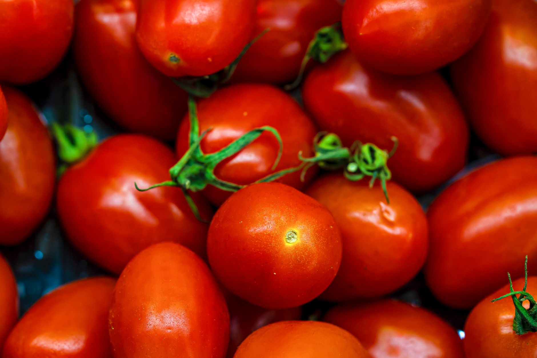 Fresh red tomatoes with green stems
