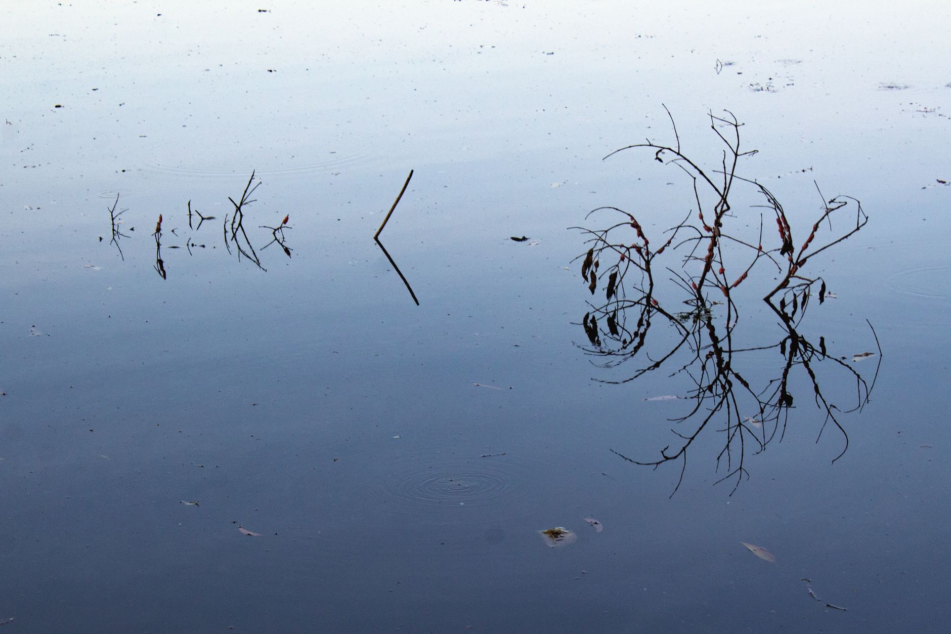 Bare twigs reflected in calm water.