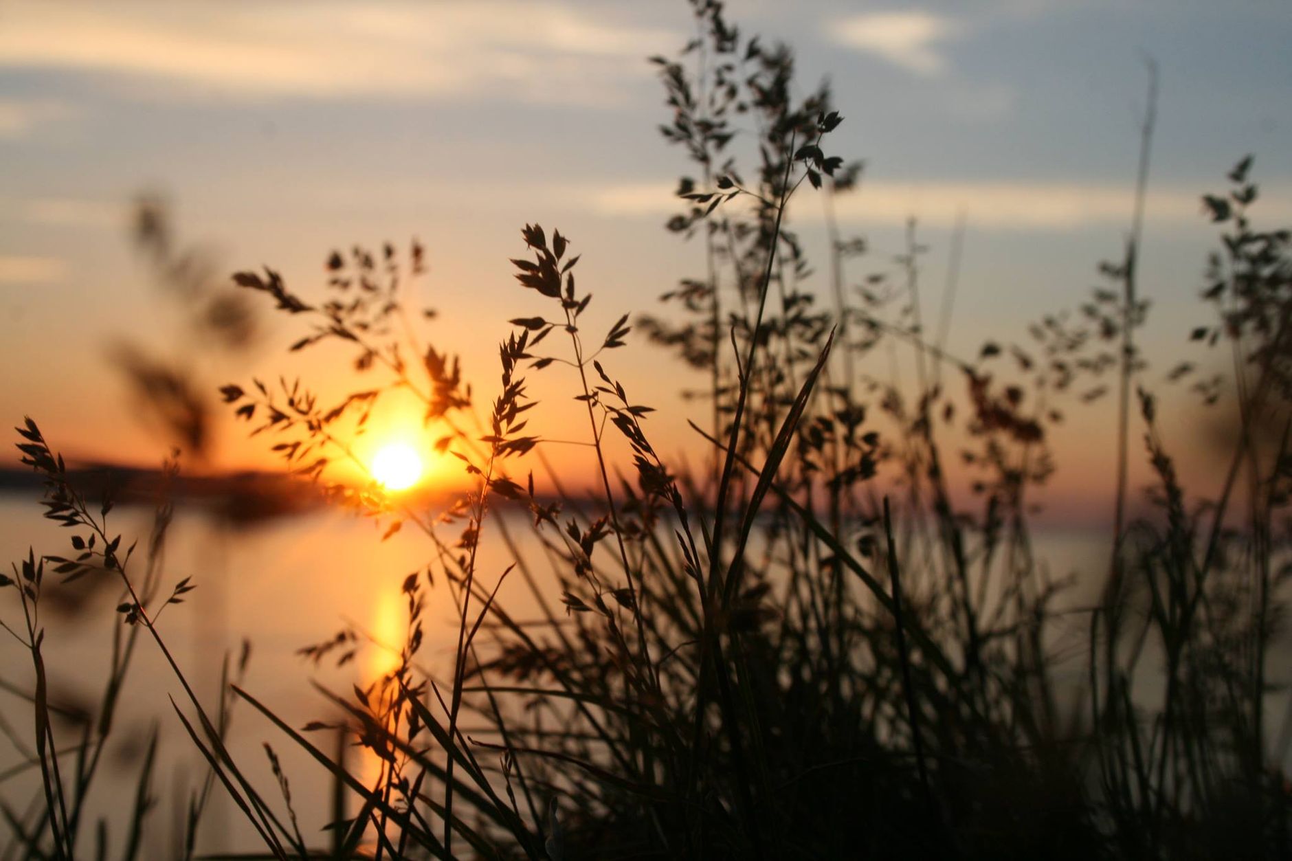Peaceful grass and water at sunset.