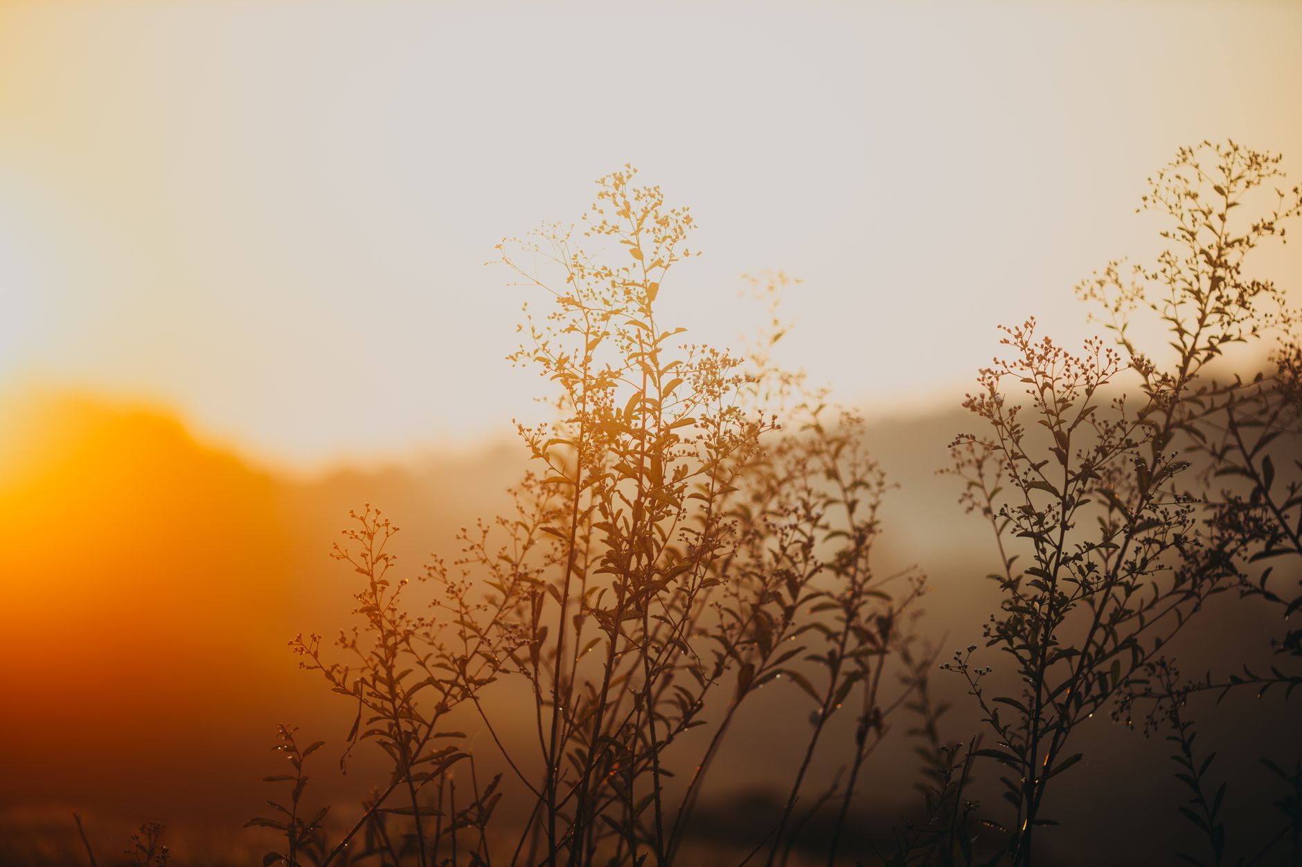 Wildflowers silhouetted against a warm sunset.